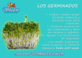 /album/tips-shalem/germinados-png/